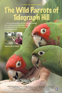 image for Wild Parrots of Telegraph Hill, The
